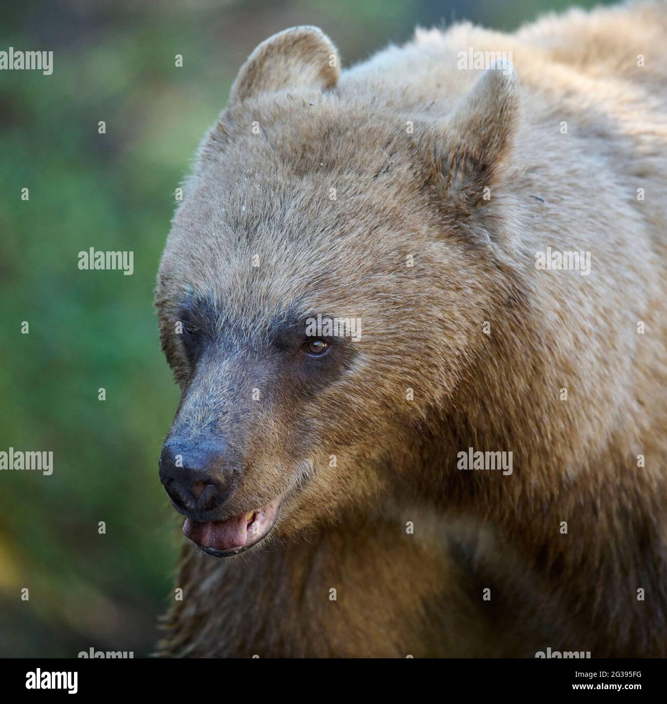 Close up of head, Cinnamon coated American black bear (Ursus americanus), Spray Lakes Provincial