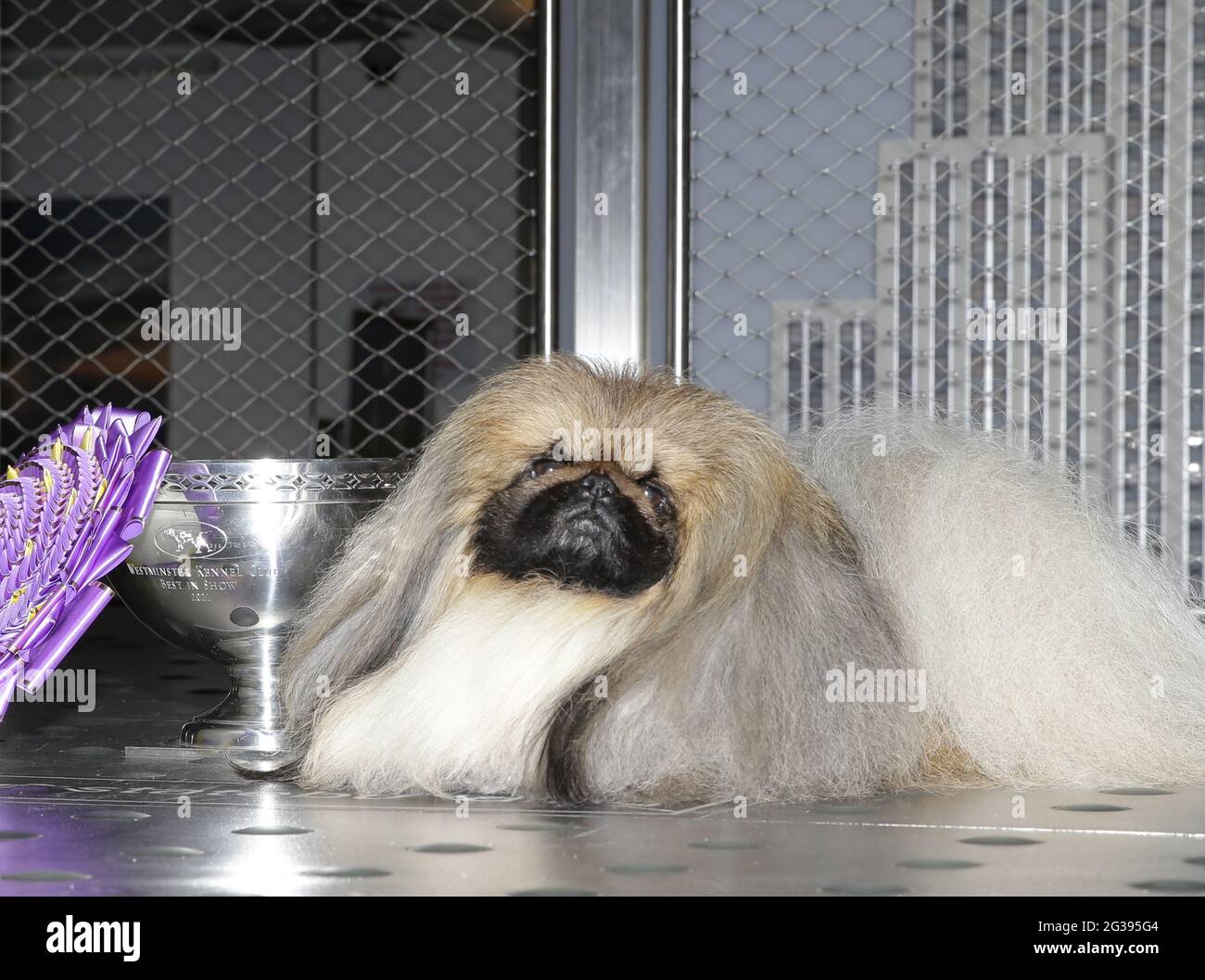 New York, United States. 14th June, 2021. Wasabi the Pekingese visits the Empire State Building after winning Best In Show the day before at the 145th annual Westminster Kennel Club Dog Show in New York City on Monday, June 14, 2021. This years Westminster Dog Show was delayed due to COVID-19 and next years competition will return again to Madison Square Garden. Photo by John Angelillo/UPI Credit: UPI/Alamy Live News Stock Photo