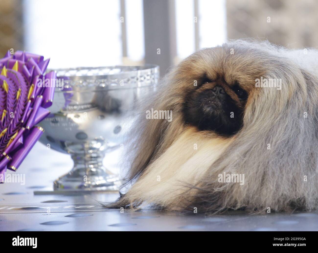 New York, United States. 14th June, 2021. Wasabi the Pekingese visits the Empire State Building after winning Best In Show the day before at the 145th annual Westminster Kennel Club Dog Show in New York City on Monday, June 14, 2021. This years Westminster Dog Show was delayed due to COVID-19 and next years competition will return again to Madison Square Garden. Photo by John Angelillo/UPI Credit: UPI/Alamy Live News Stock Photo