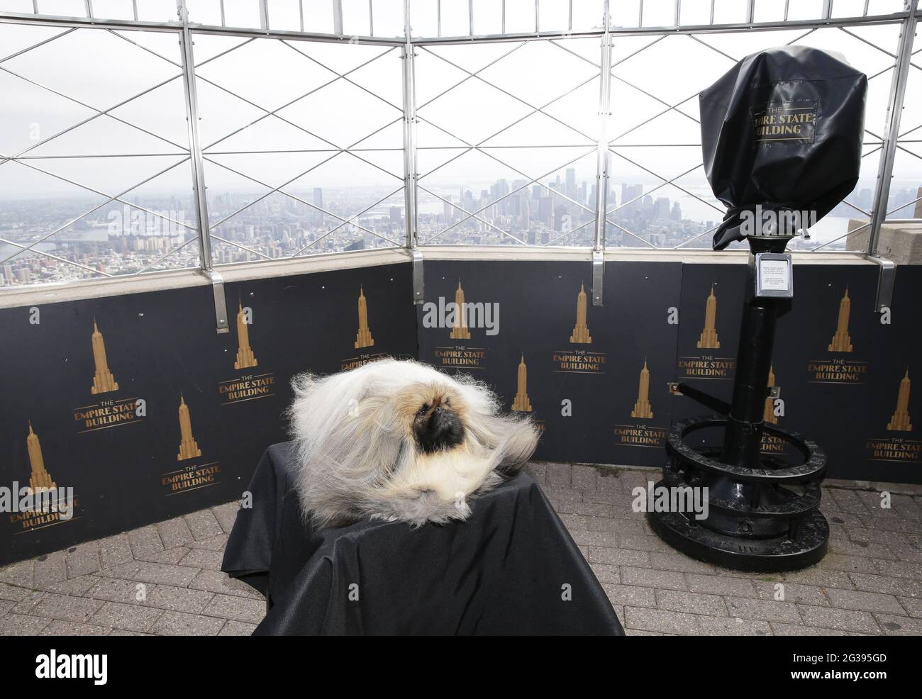 New York, United States. 14th June, 2021. Wasabi the Pekingese visits the top of the Empire State Building after winning Best In Show the day before at the 145th annual Westminster Kennel Club Dog Show in New York City on Monday, June 14, 2021. This years Westminster Dog Show was delayed due to COVID-19 and next years competition will return again to Madison Square Garden. Photo by John Angelillo/UPI Credit: UPI/Alamy Live News Stock Photo