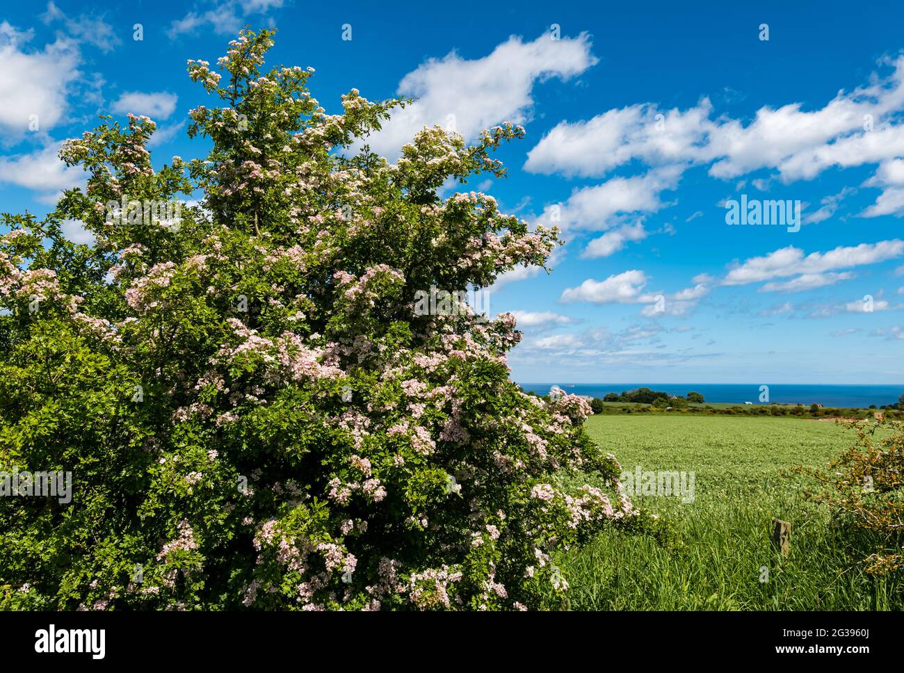 Colourful hawthorn flowers in Summer with view of sea, Berwickshire, Scottish Borders, Scotland, United Kingdom Stock Photo