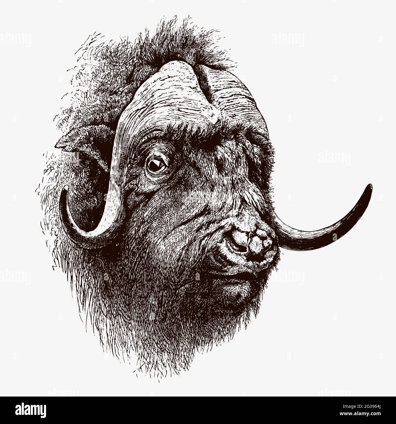 Head of bull muskox ovibos moschatus, after antique engraving from the 19th century Stock Vector