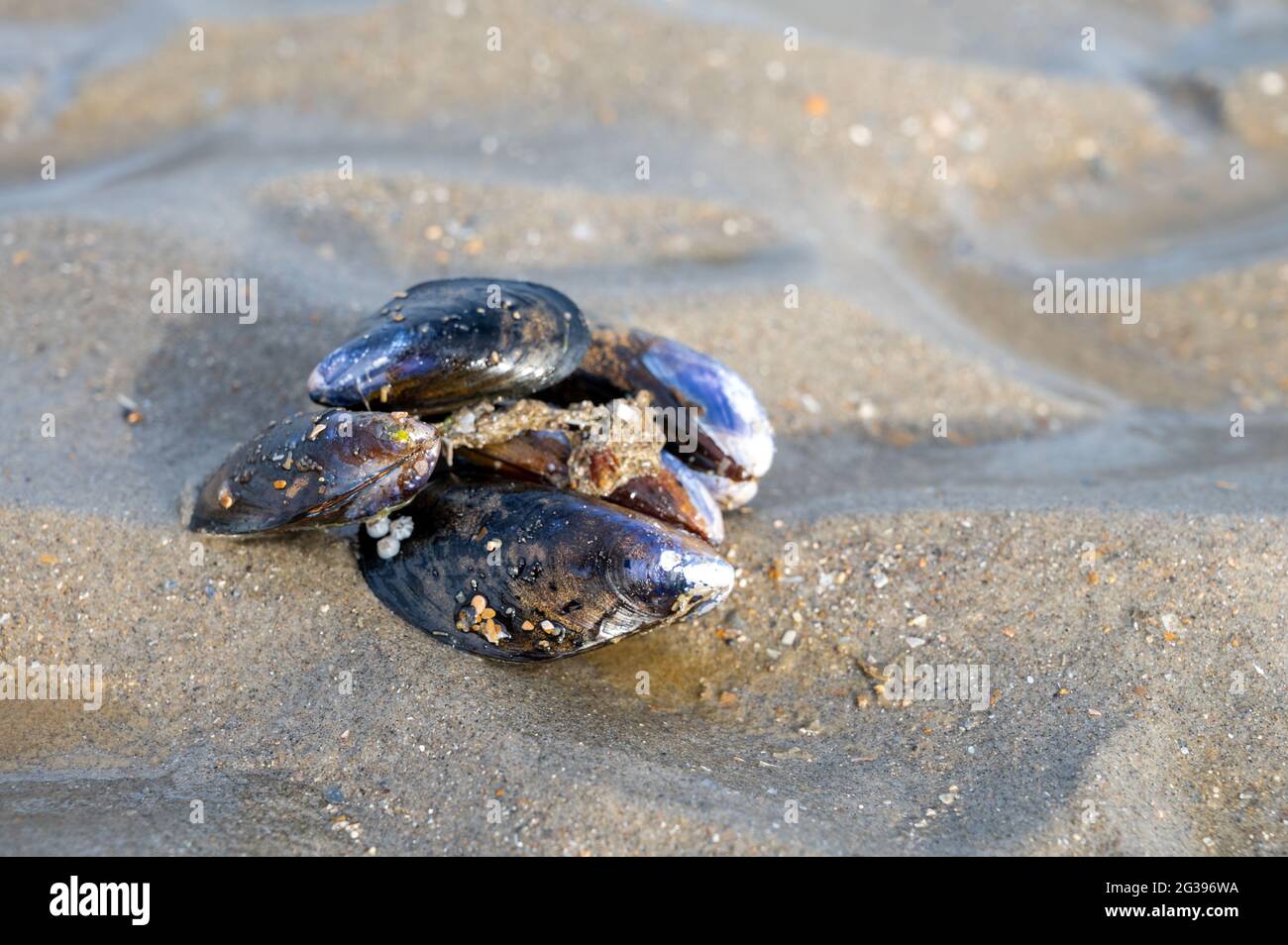 Group Of Live Mussels Clams Lies On Sand At Low Tide In North Sea Close Up Stock Photo Alamy