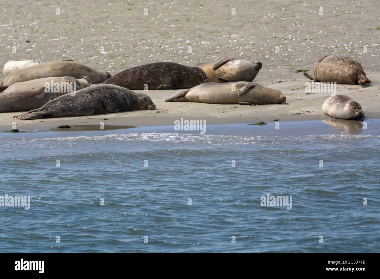 Animal collection, group of big sea seals resting on sandy beach during