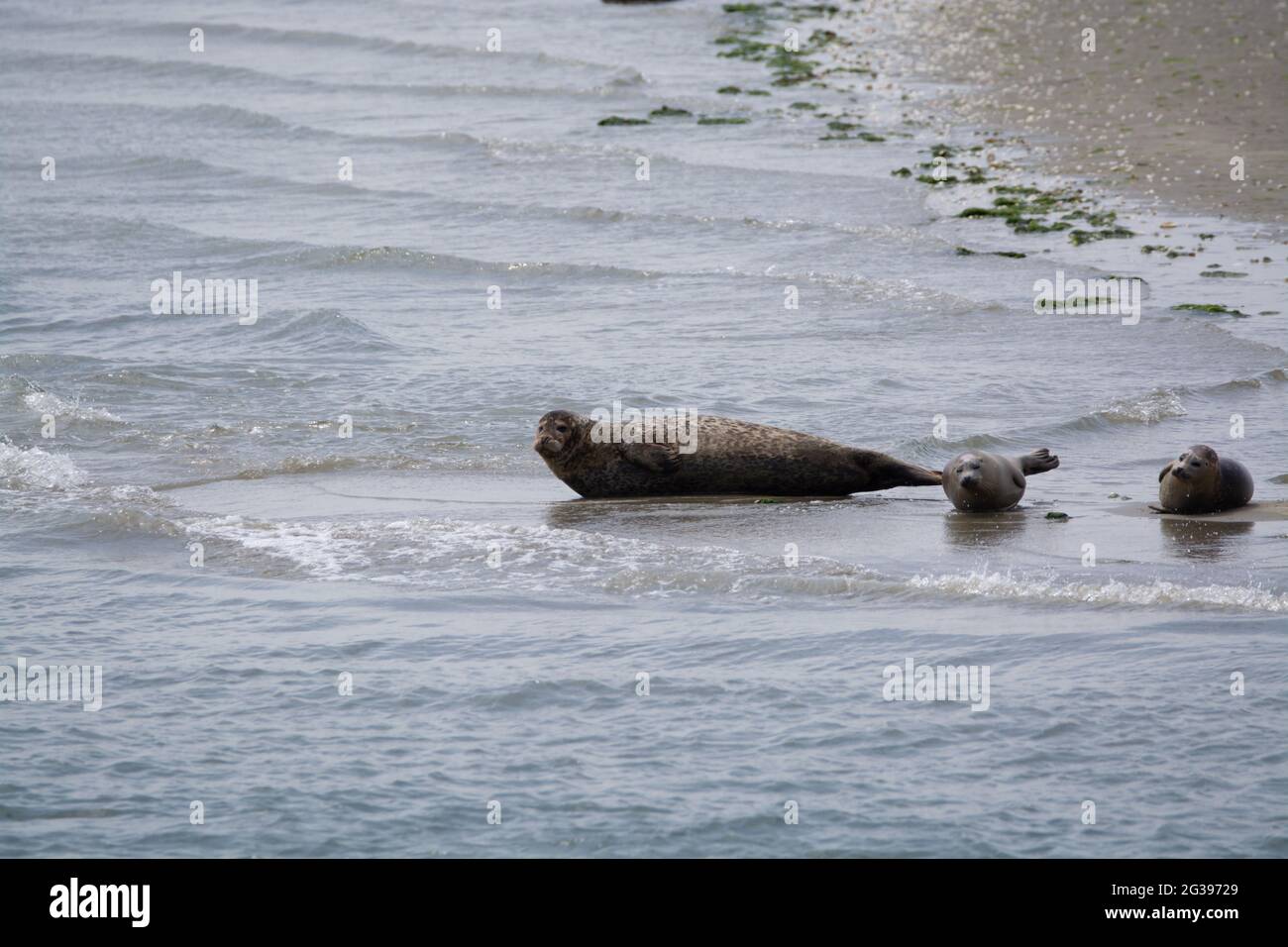 Animal collection, group of big sea seals resting on sandy beach during