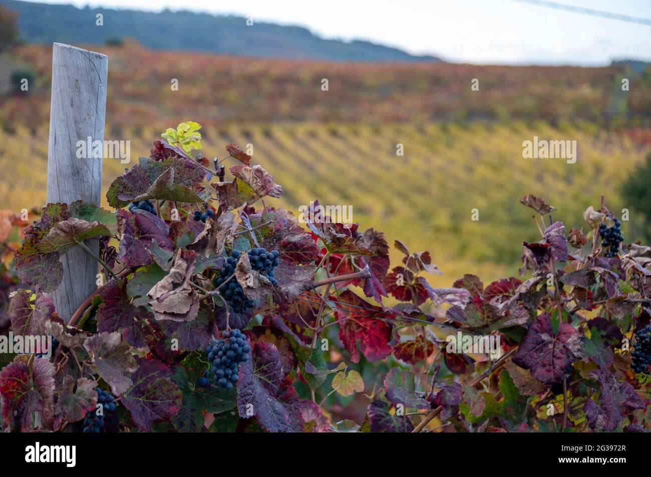 Colorful leaves and ripe black grapes on terraced vineyards of Douro river valley near Pinhao in autumn, Portugal, close up Stock Photo