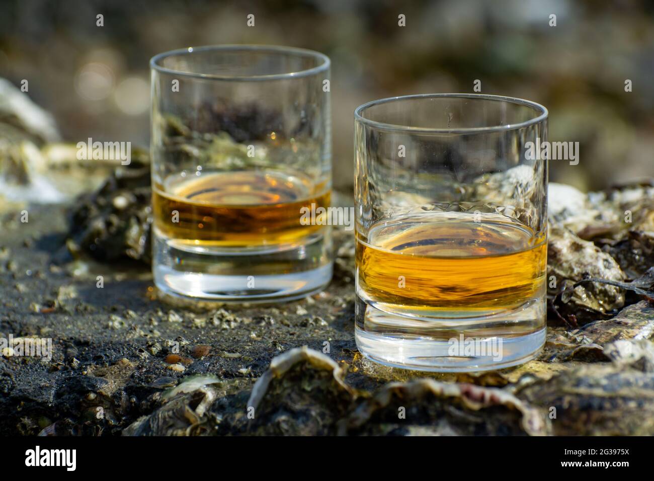 Tasting of single malt or blended Scotch whisky and seabed at low tide