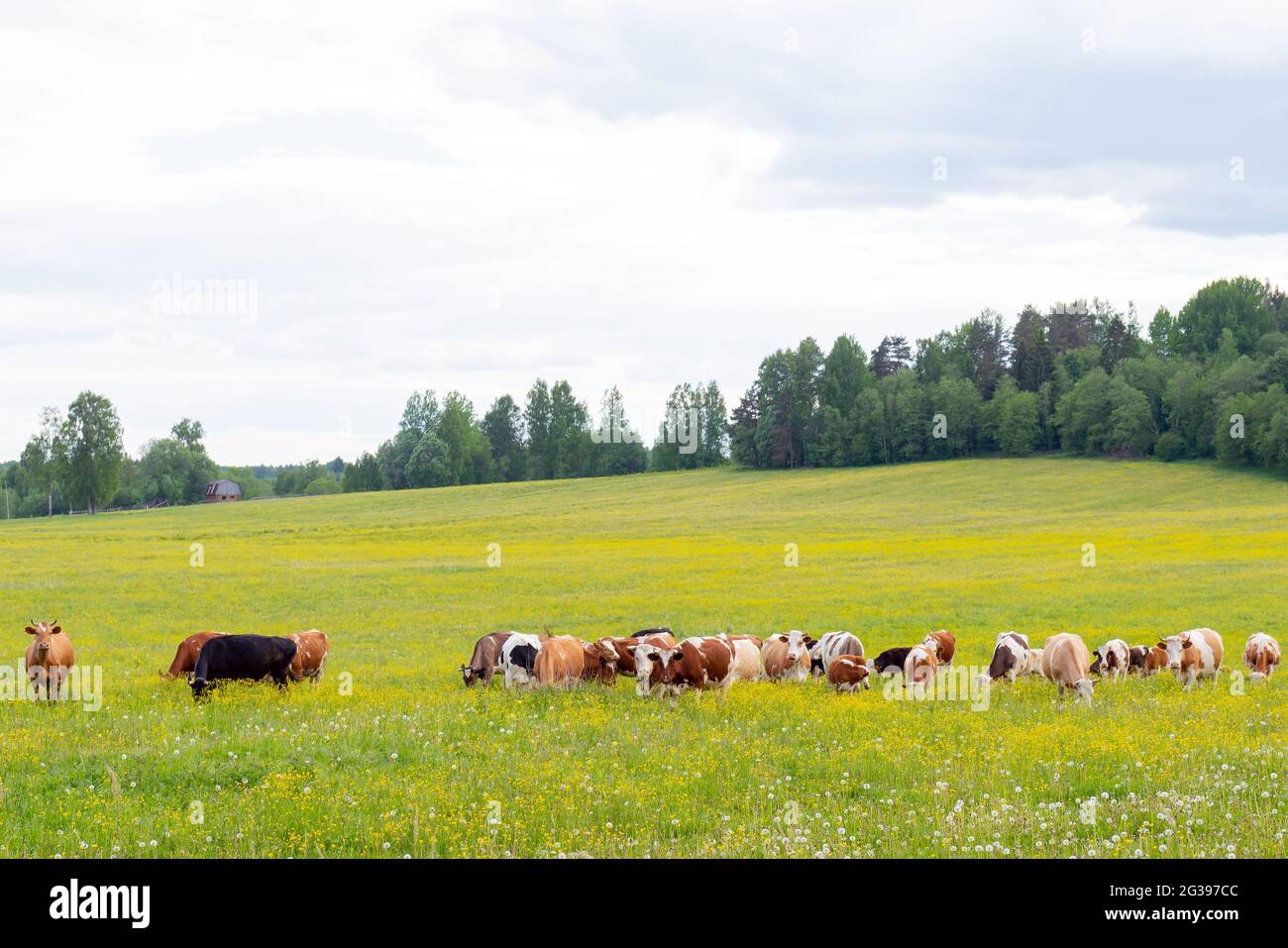 Herd of cows grazing on a green meadow Stock Photo - Alamy