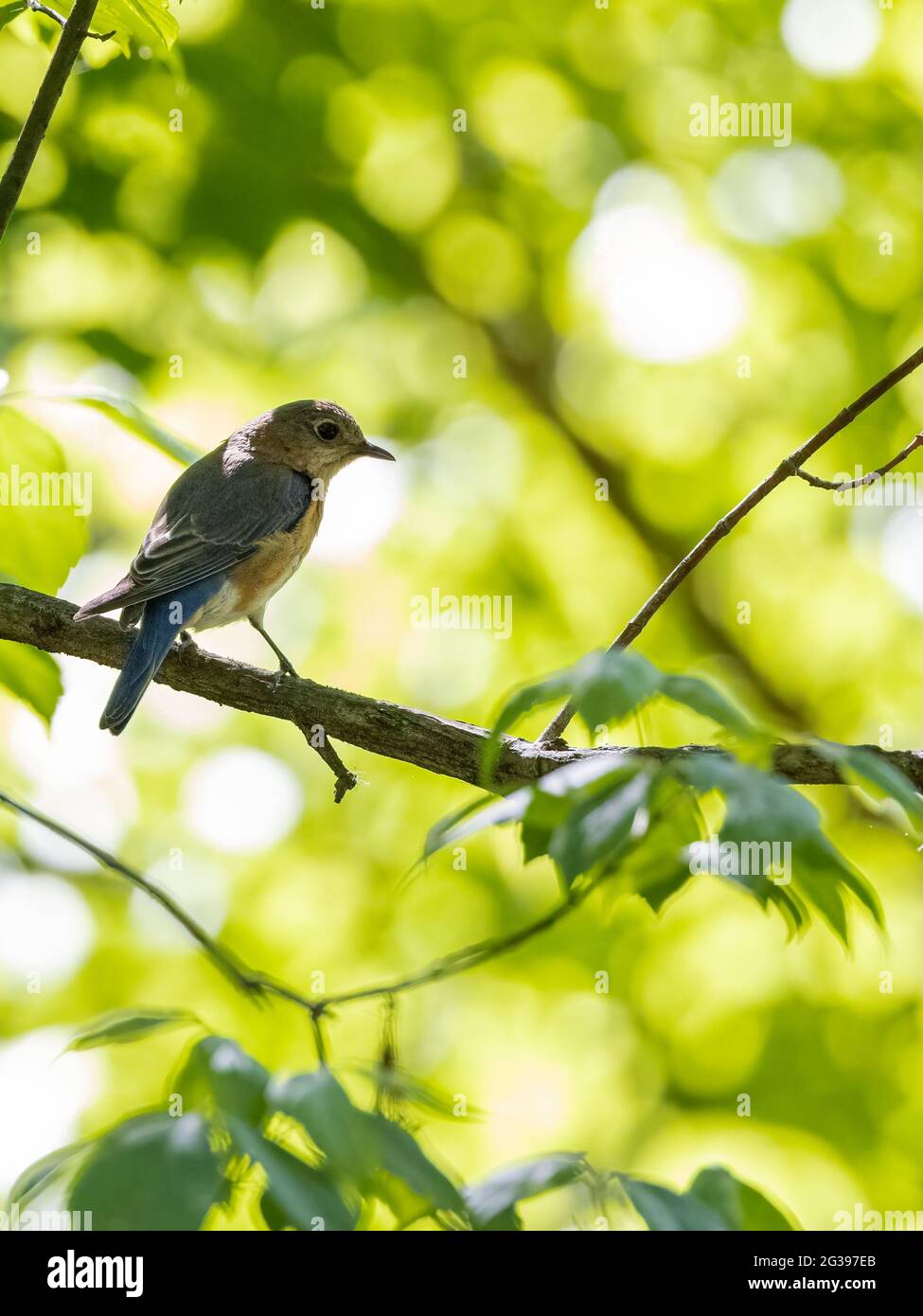 Flycatcher bird on a branch of a tree Stock Photo - Alamy