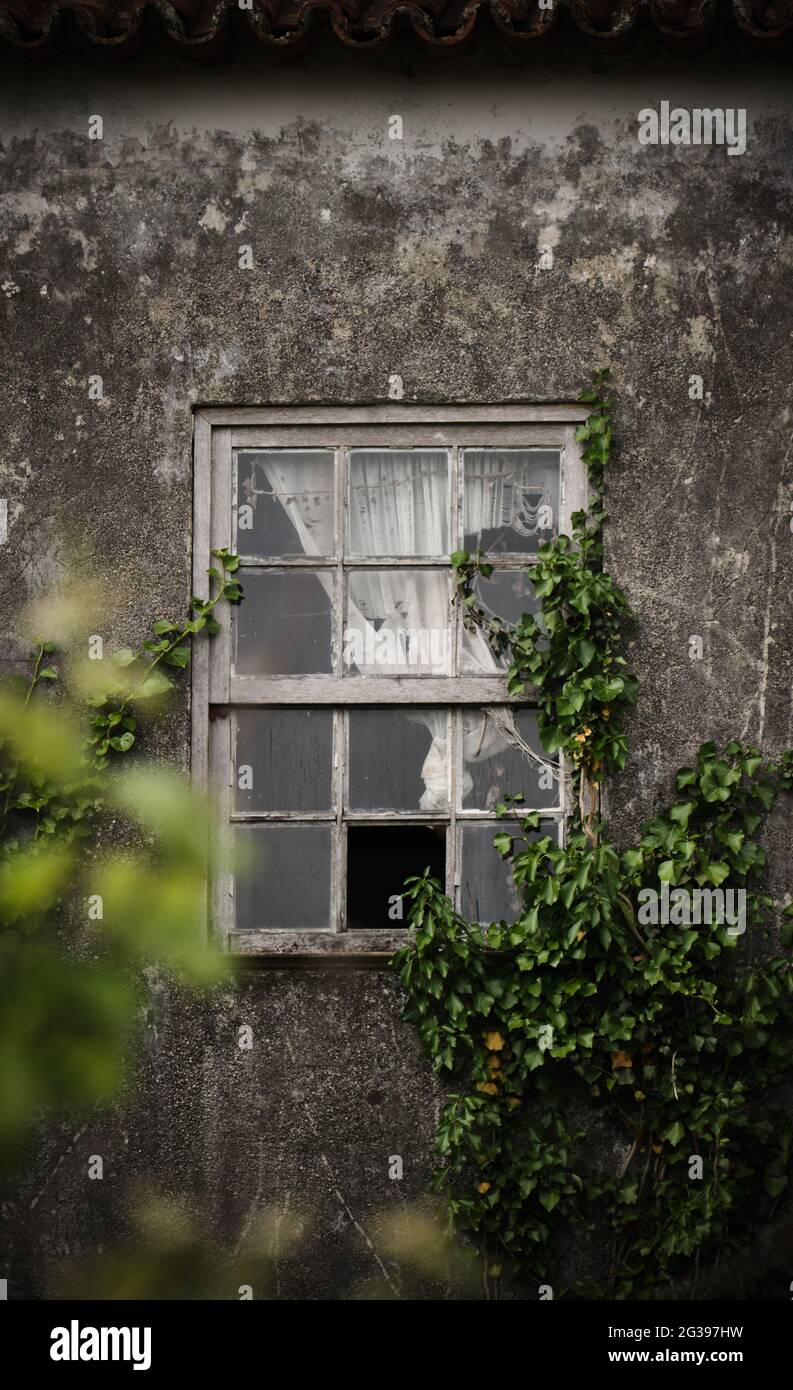 Old abandon house with a mysterious window surrounded by green plants Stock Photo