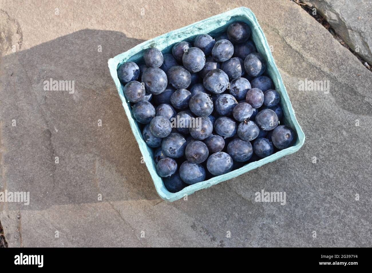Closeup of a pint box of blueberries on a grey slate background with evening light casting a shadow. Copy space. Stock Photo