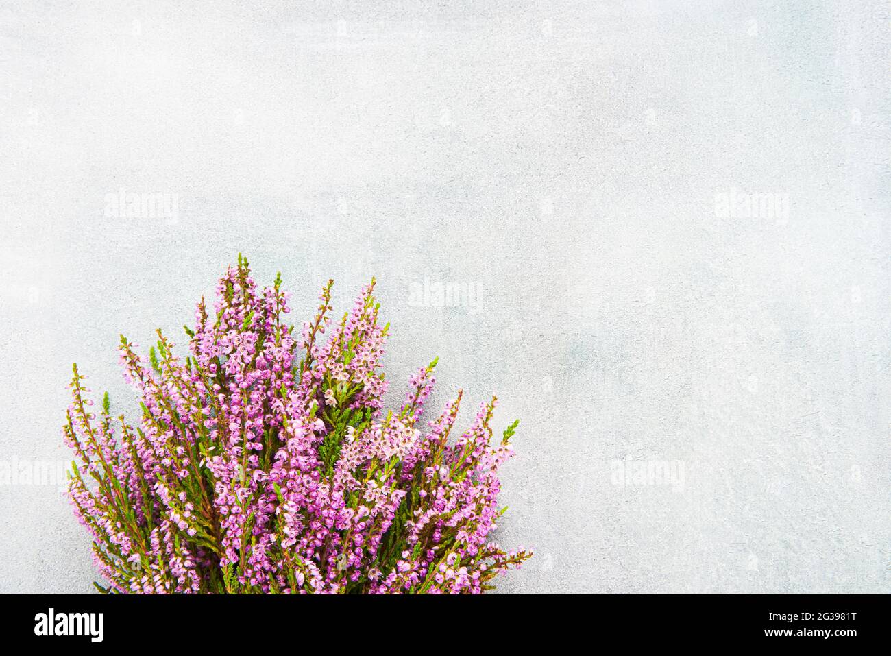 Pink Common Heather flowers bouquet on a light concrete background. Copy space, top view. Flat lay, selective focus Stock Photo