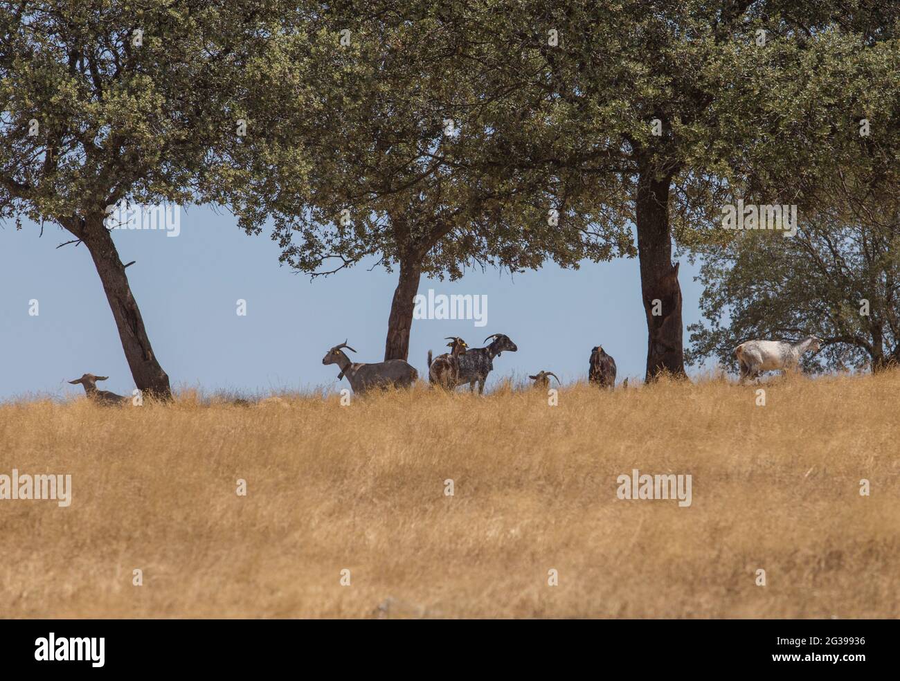Domestic goats grazing yellow pastures. Flock protected from summer sun