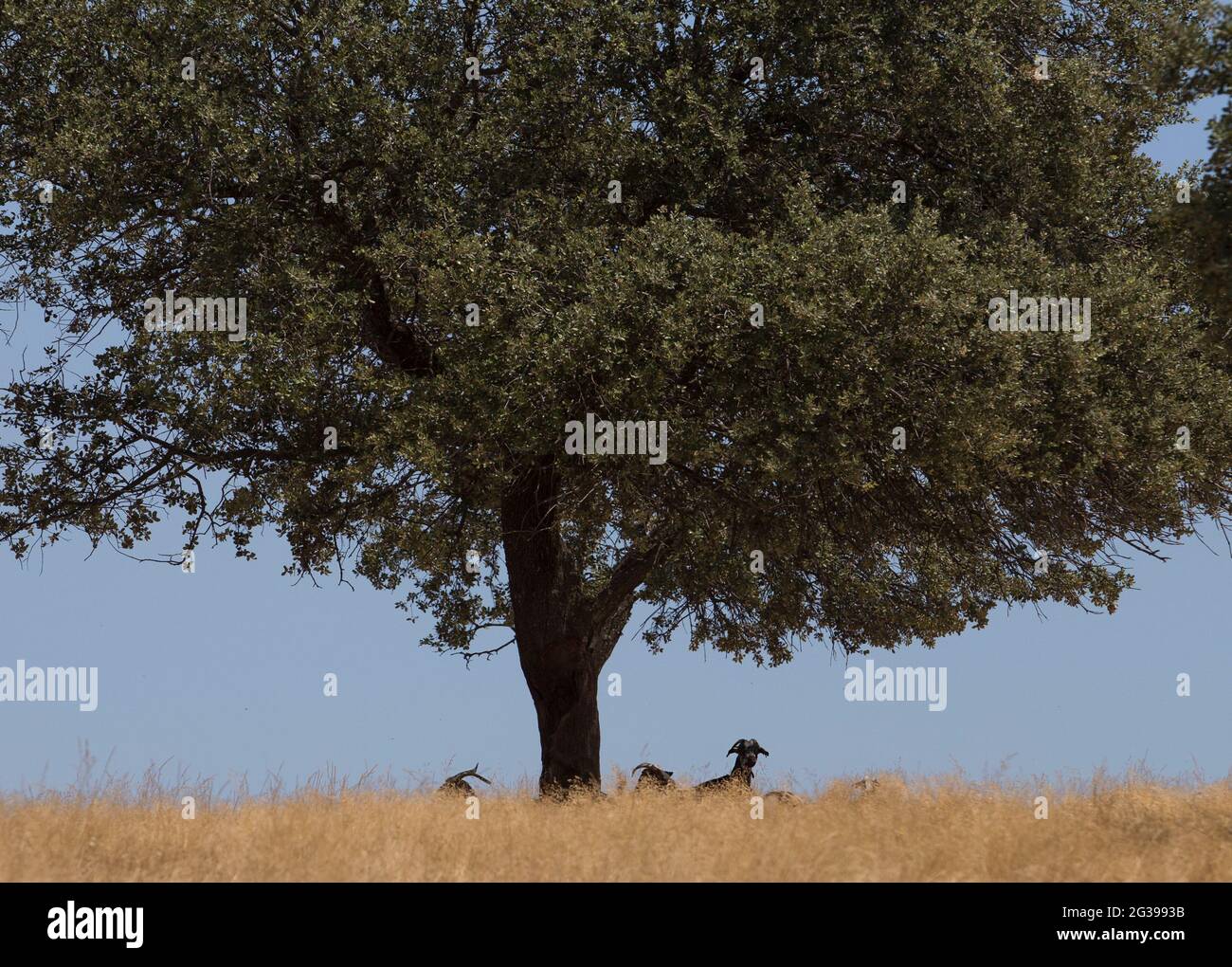 Domestic goats grazing yellow pastures. Flock protected from summer sun