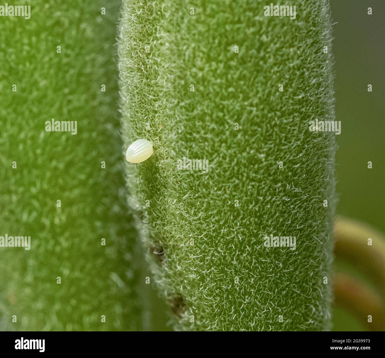 Closeup of a small translucent white Monarch egg (Danaus plexippus) deposited on a seed pod of Butterfly weed (Asclepias tuberosa.) Stock Photo