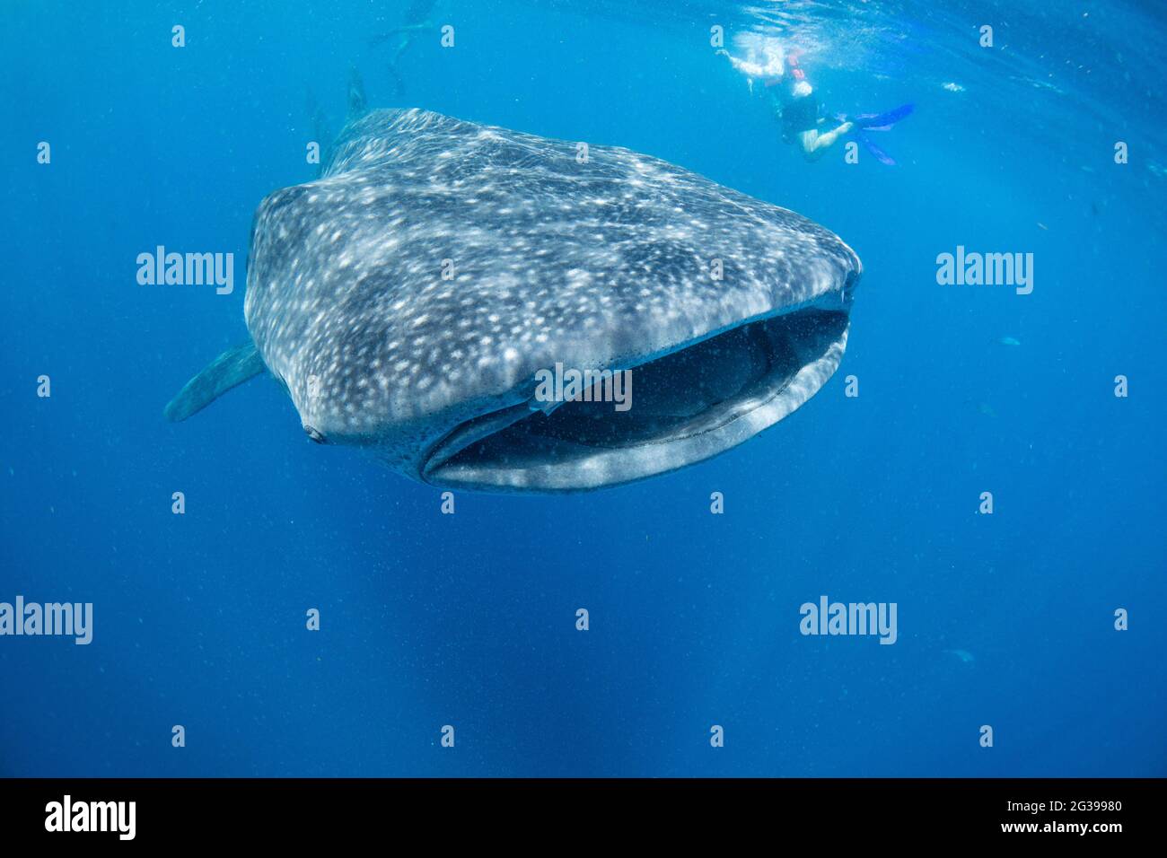 Whale shark underwater. Snorkelling by Cancun Mexico Stock Photo - Alamy