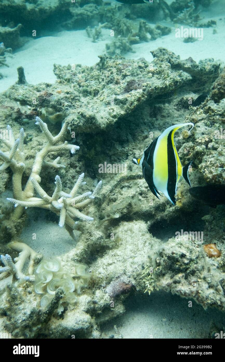 Underwater life, coral reefs in Mauritius, tropical fish Stock Photo