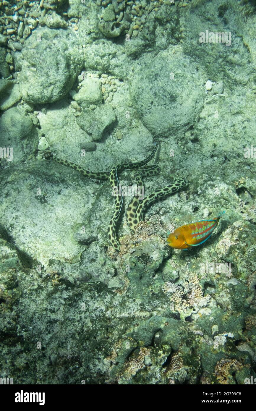 Underwater life, coral reefs in Mauritius, tropical fish Stock Photo