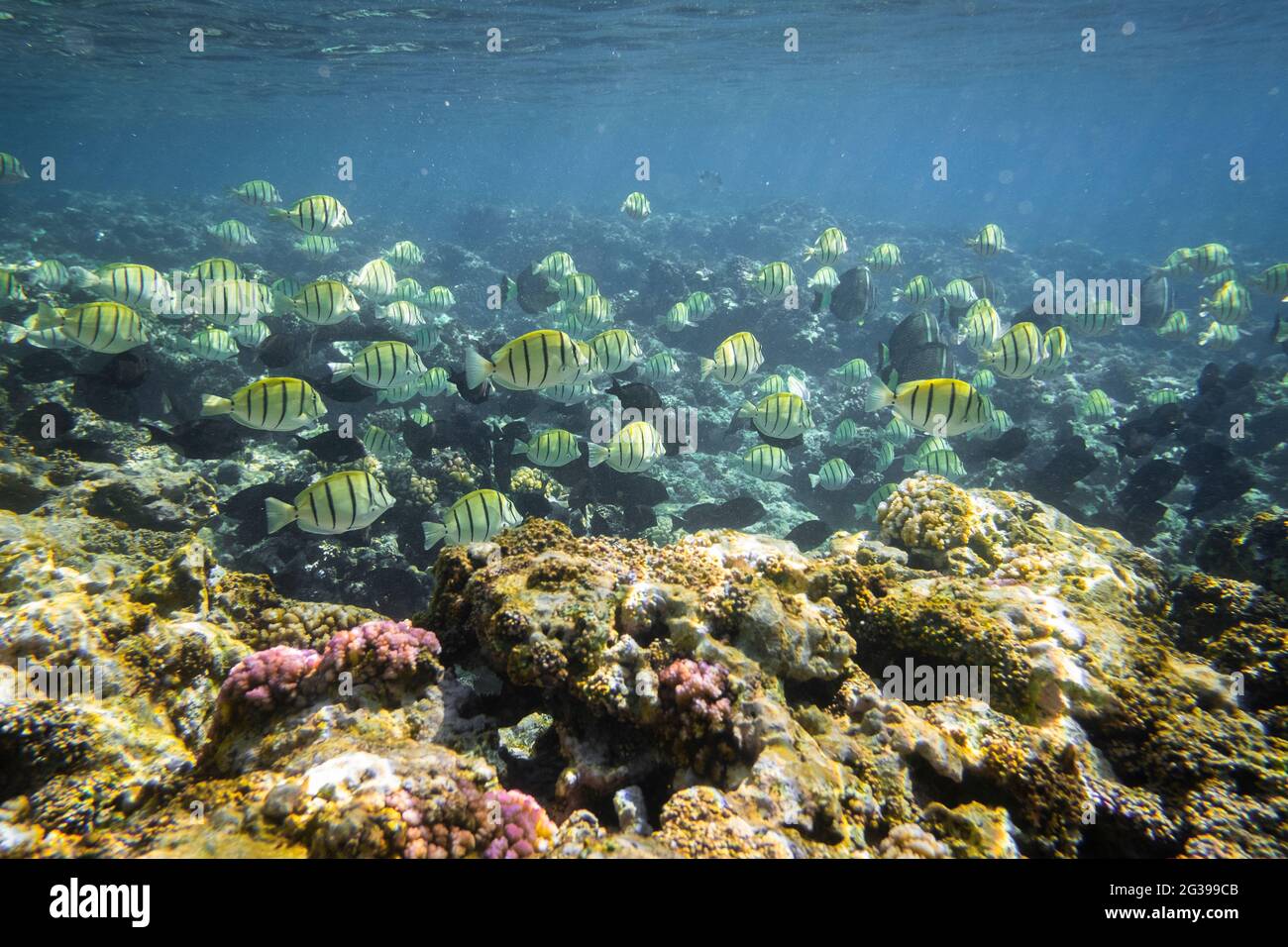 Underwater life, coral reefs in Mauritius, tropical fish Stock Photo