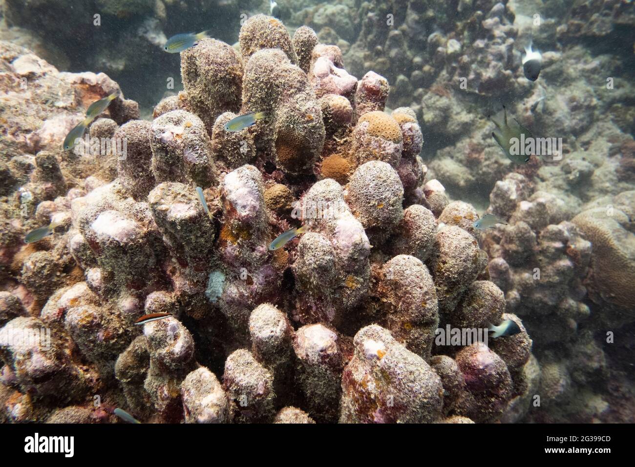 Underwater life, coral reefs in Mauritius, tropical fish Stock Photo