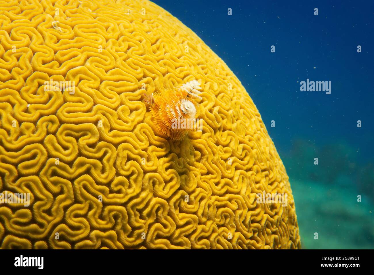 Christmas tree worm on a yellow brain coral, Cozumel Mexico Stock Photo