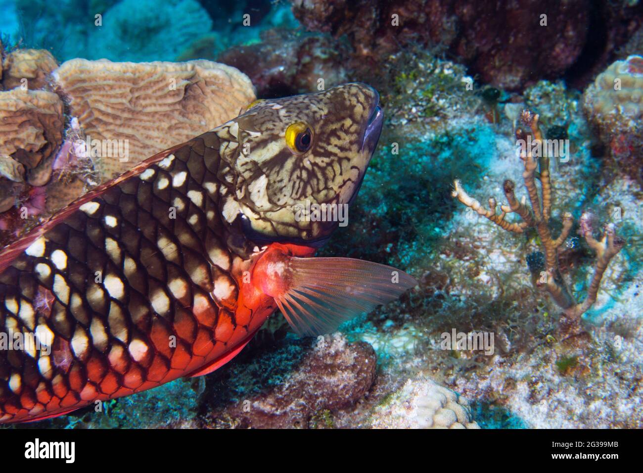 Fish on a tropical coral reef underwater in Cozumel, Mexico Stock Photo