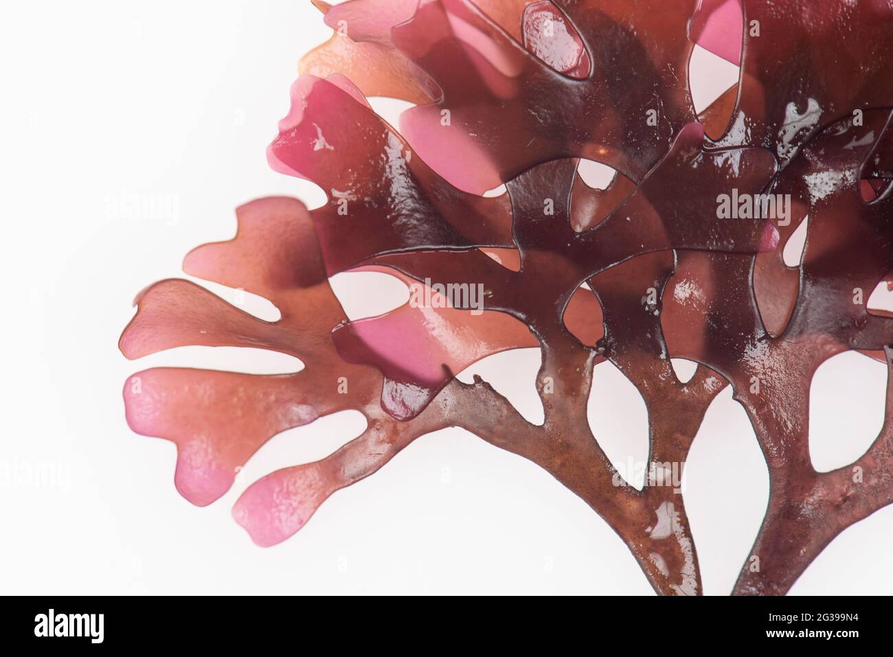 Irish moss Carrageen red seaweed on a white background in a studio Stock Photo