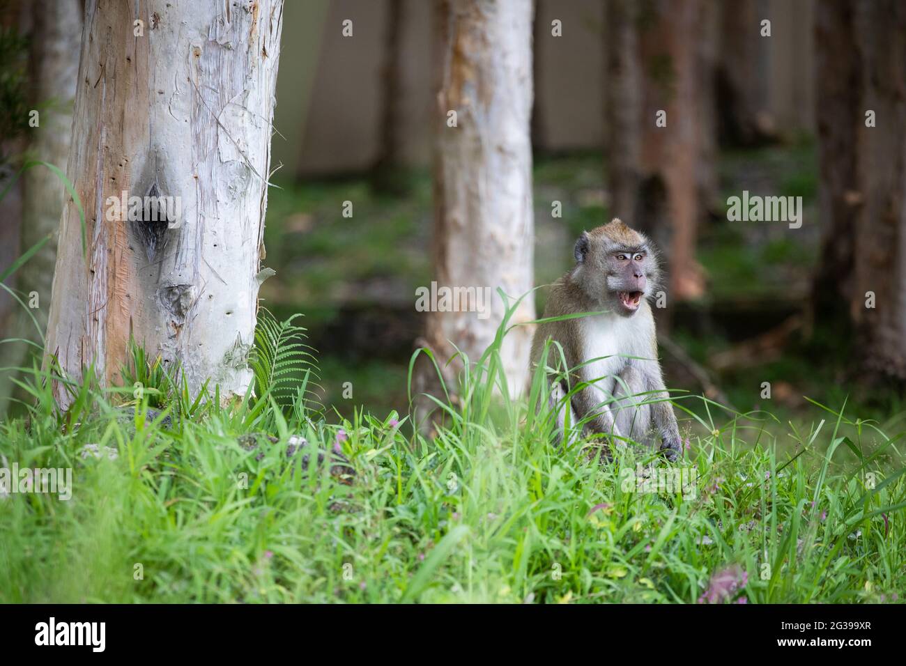 Crab eating macaque Mauritius Stock Photo Alamy