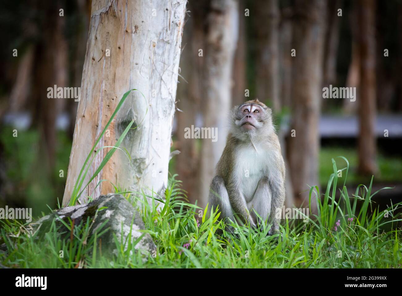 Crab eating macaque Mauritius Stock Photo Alamy