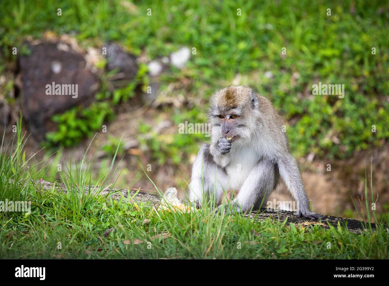 Crab eating macaque Mauritius Stock Photo