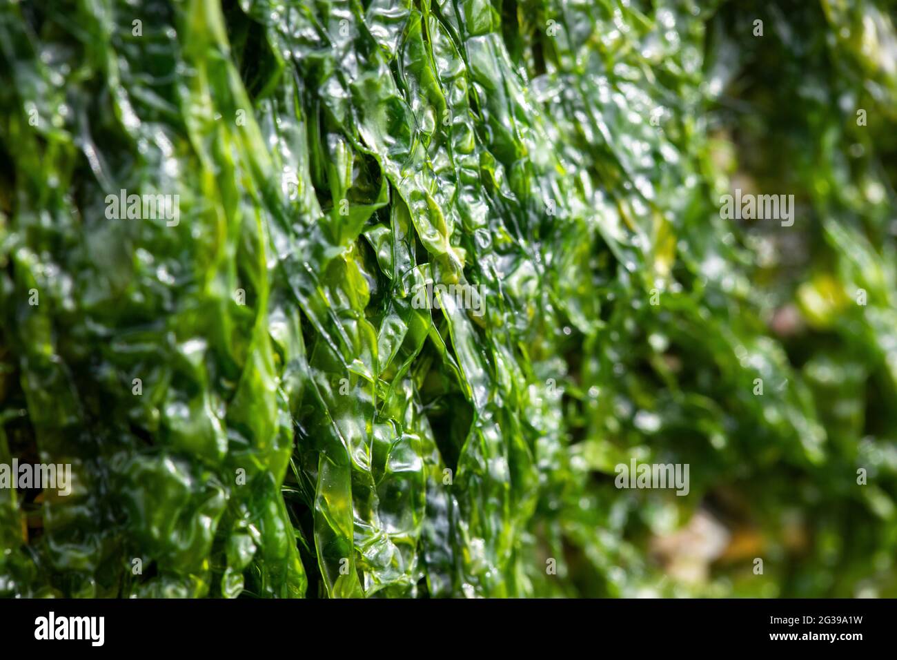 Sea lettuce green seaweed on beach in Cornwall, UK Stock Photo