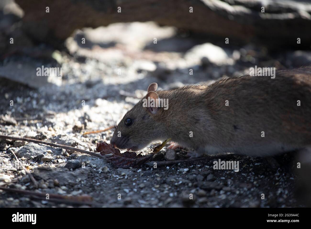 Brown rat on the ground, England, UK Stock Photo