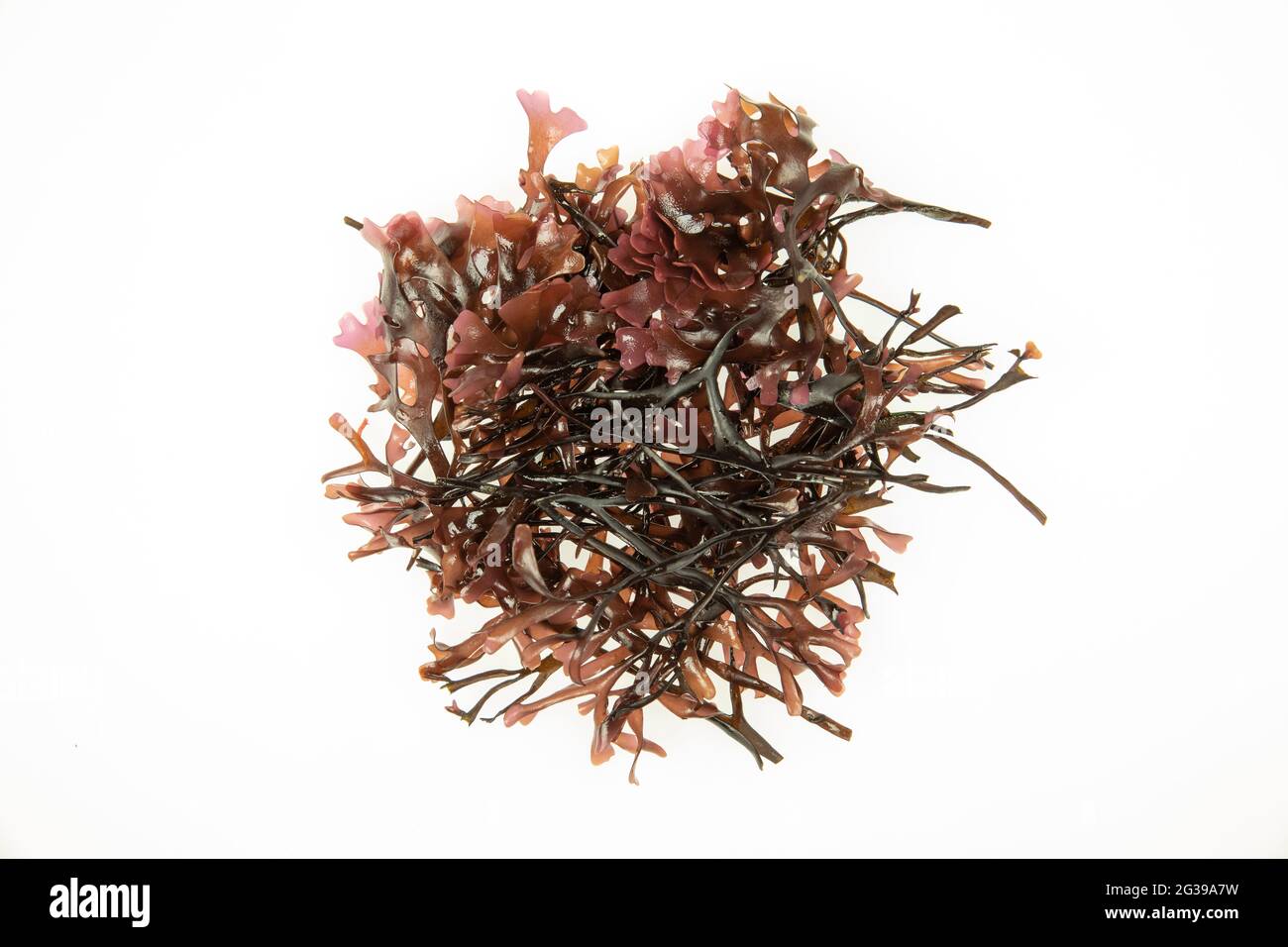 Irish moss Carrageen red seaweed on a white background in a studio Stock Photo