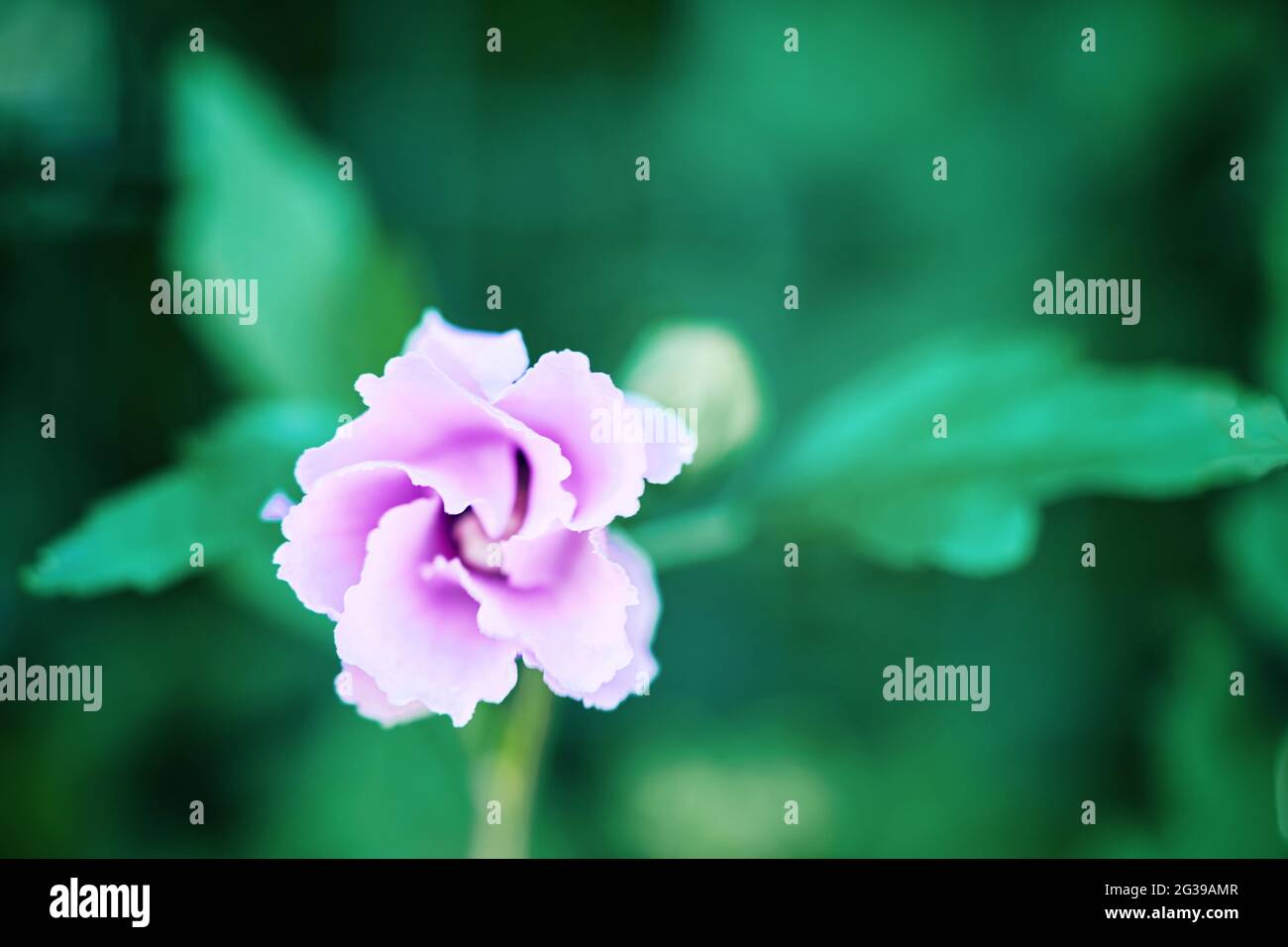 Soft focus lavender hi-res stock photography and images - Alamy