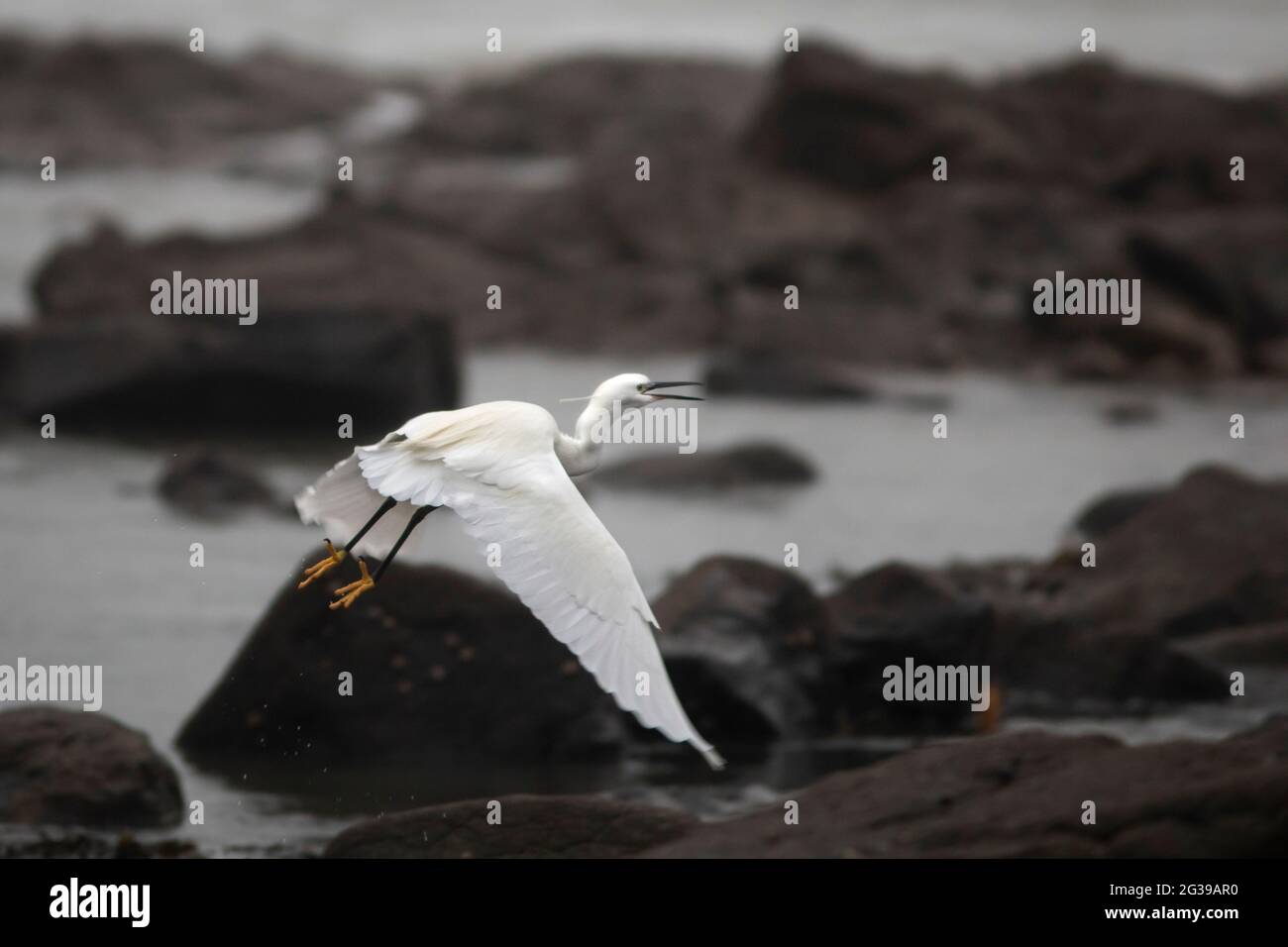 Little egret by a beach in Marazion, Cornwall Stock Photo