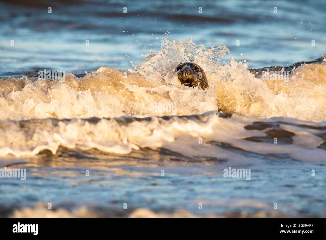 Grey seal in the ocean water splashing in the waves at sunset Stock ...