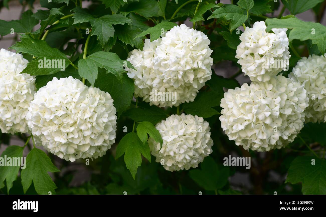 The white blooming flowers of the snowball tree in the month of May Stock Photo Alamy