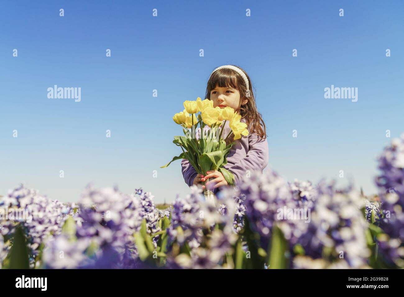 Little girl holding yellow tulips on hyacinth field Stock Photo