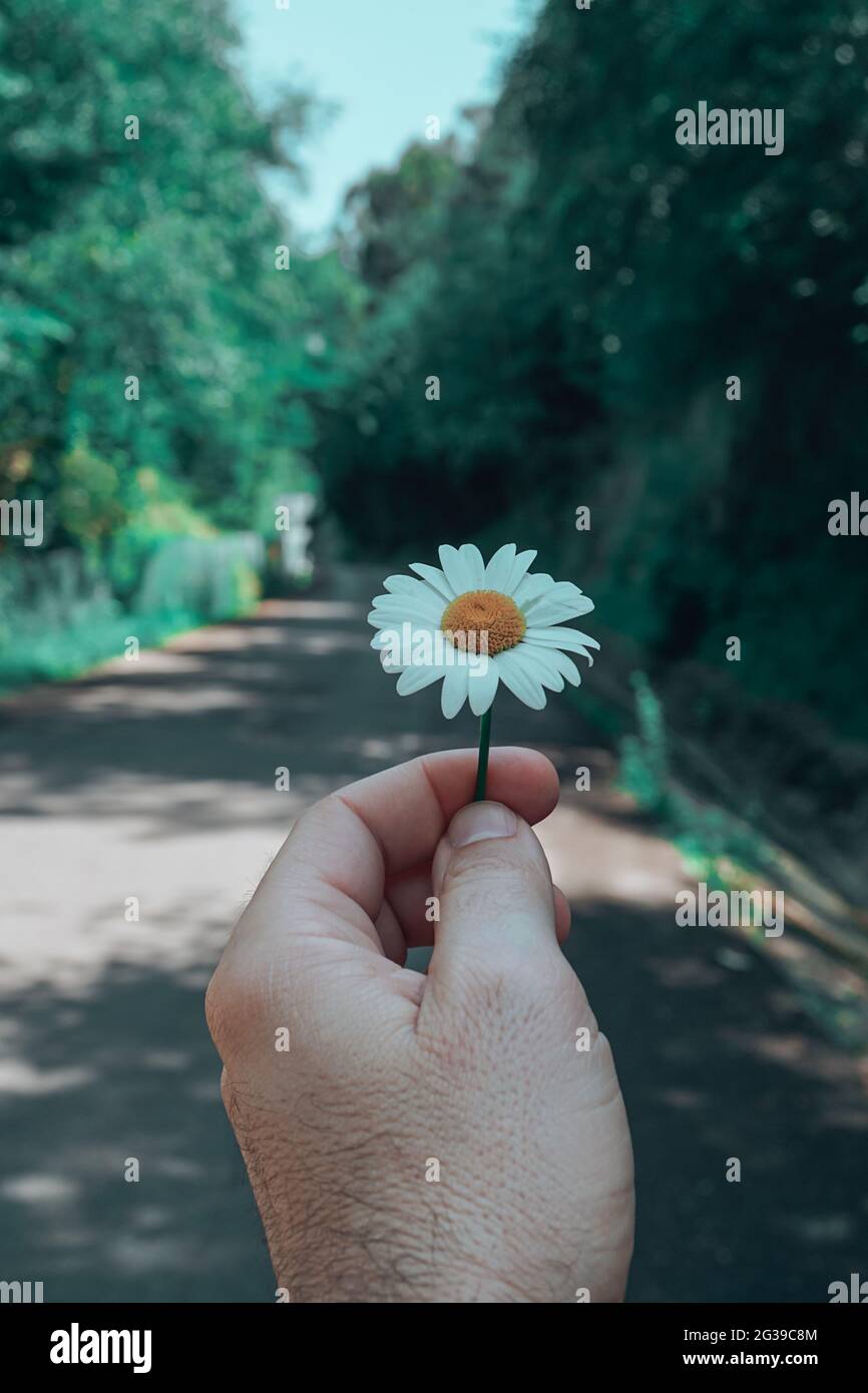 hand with a beautiful daisy flower feeling the nature Stock Photo