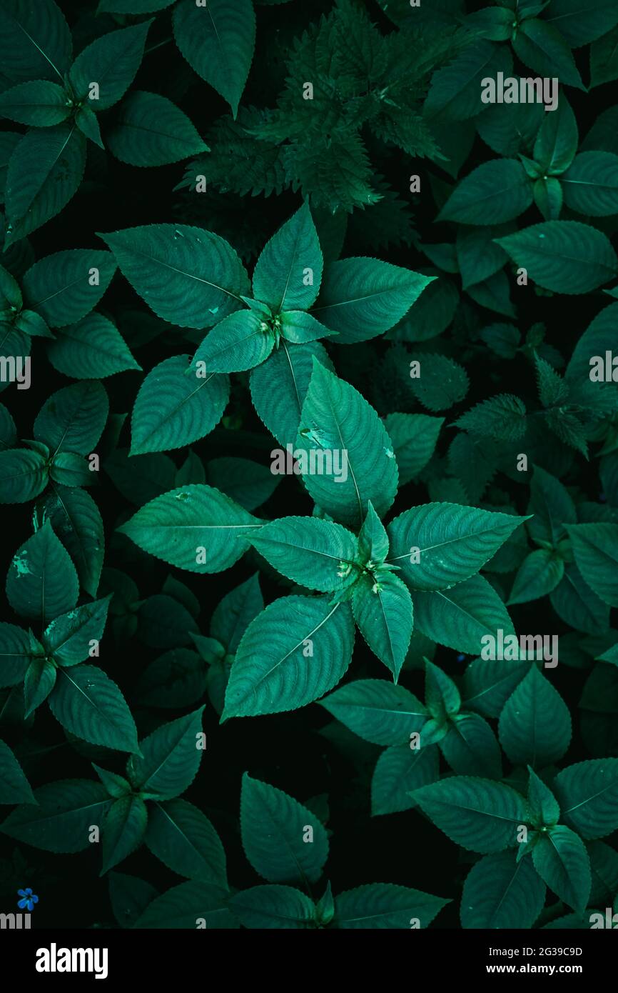 How to green plant leaves hi-res stock photography and images - Alamy