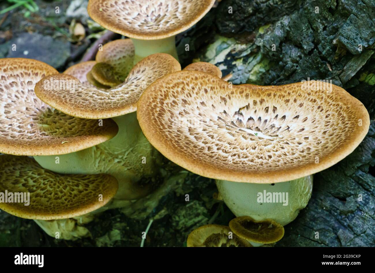 Cerioporus squamosus or Polyporus squamosus is a basidiomycete bracket fungus, with common names including dryad's saddle and pheasant's back mushroom Stock Photo