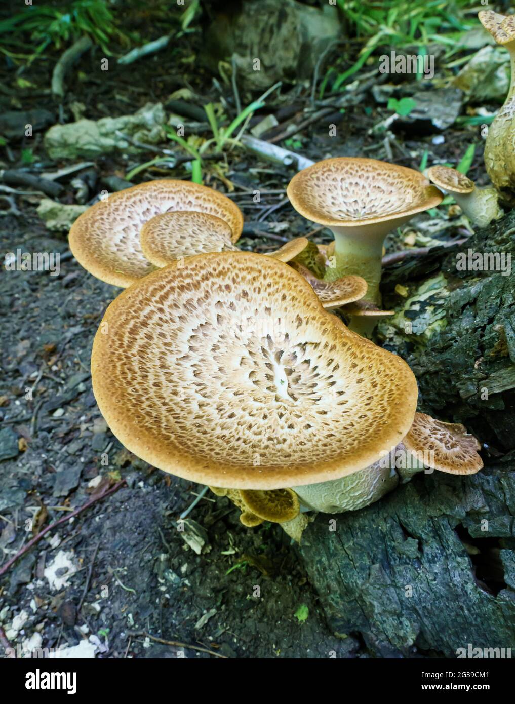 Cerioporus squamosus or Polyporus squamosus is a basidiomycete bracket fungus, with common names including dryad's saddle and pheasant's back mushroom Stock Photo