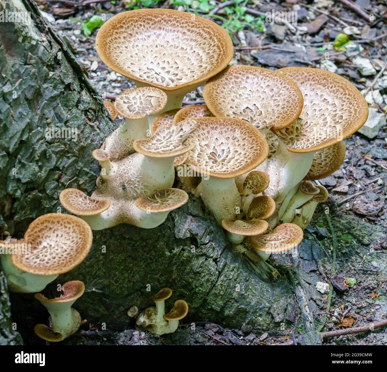Cerioporus squamosus or Polyporus squamosus is a basidiomycete bracket fungus, with common names including dryad's saddle and pheasant's back mushroom Stock Photo