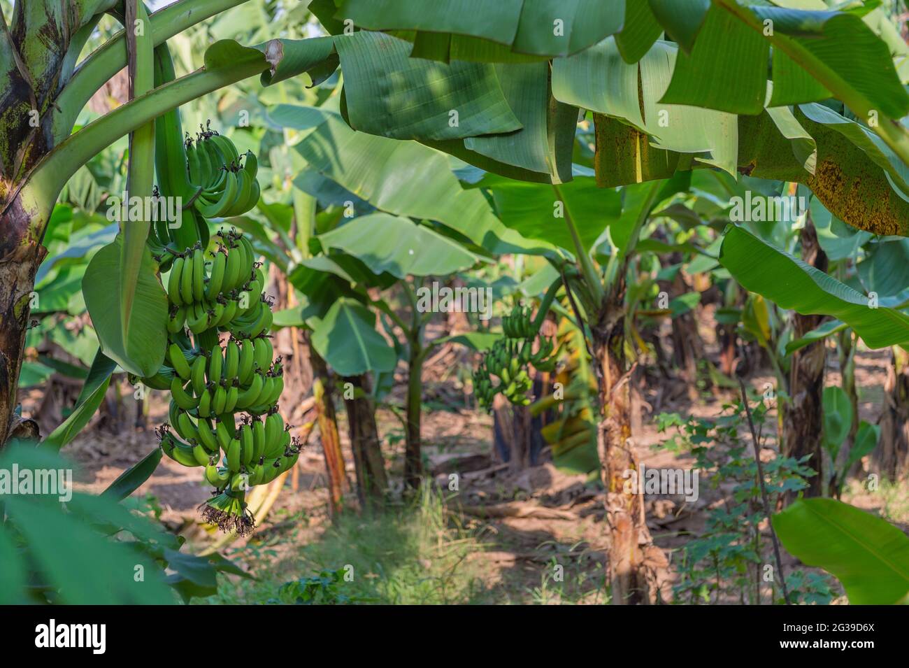 Several bunchs of bananas hanging from trees on Banana Island in Hanoi