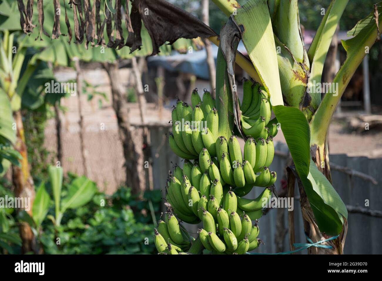A bunch of bananas hanging from a tree on Banana Island in Hanoi