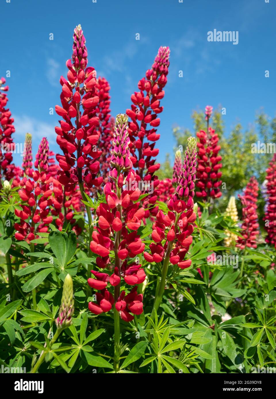 Stunning red lupin flowers with green foliage, photographed against a