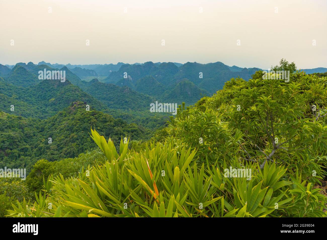 A view of the mountains and foresry at Cat Ba National Park, Vietnam Stock Photo