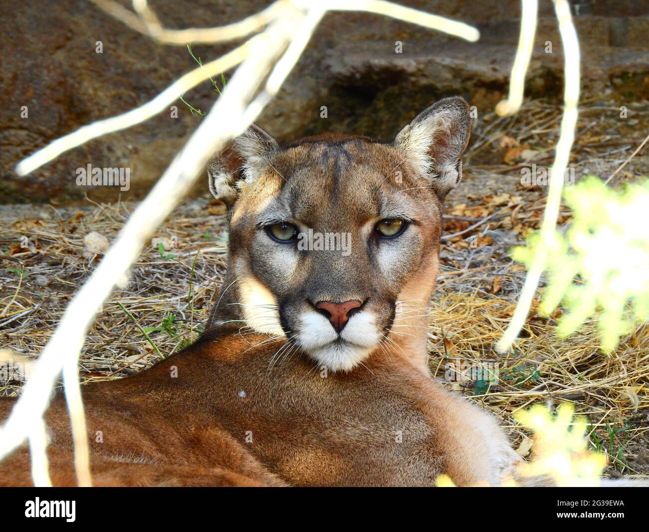 Mountain lion claws hi-res stock photography and images - Alamy