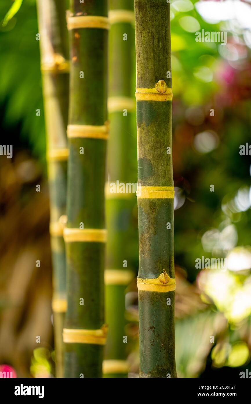 Bamboo Background with blurry background bokeh Stock Photo
