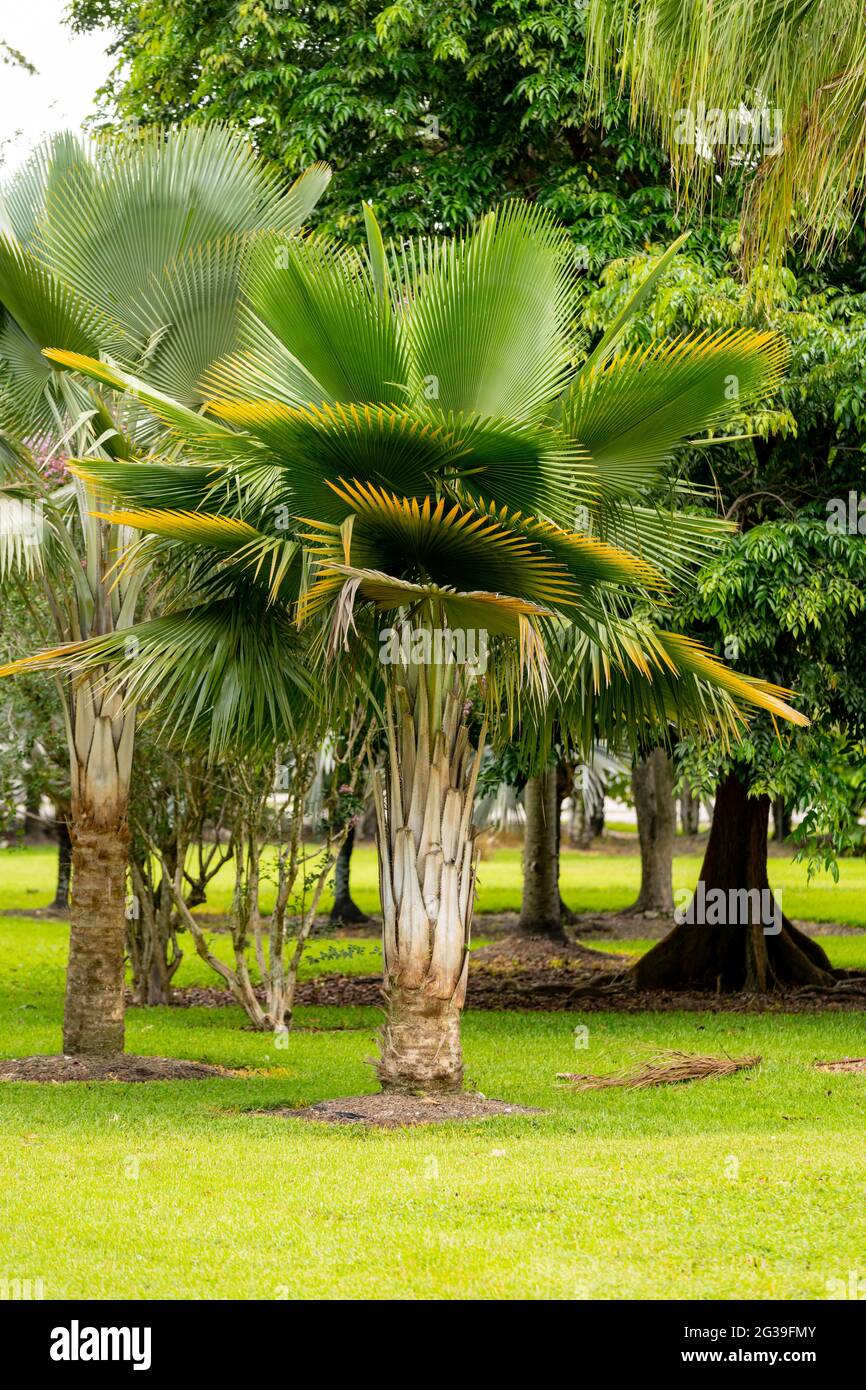 Florida palm trees in a nature park Stock Photo Alamy